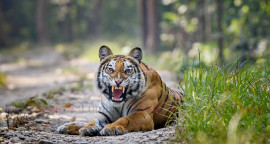 बर्दिया निकुञ्जको बाघ । तस्वीर : दीपक राजवंशी
